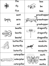 insects