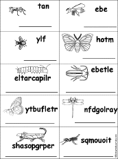 Search result: 'Unscramble Insect Words'