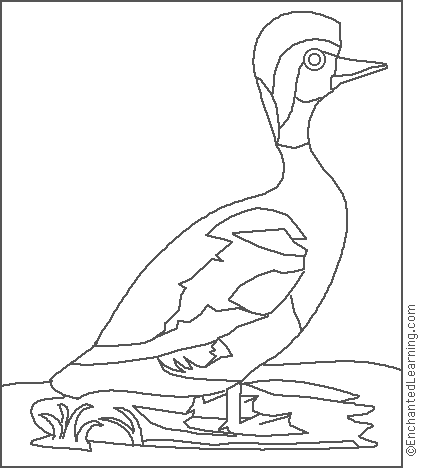 Search result: 'Audubon: Red Hooded Duck Coloring Page'