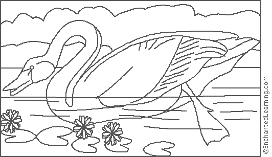 Search result: 'Audubon: Swan Coloring Page'