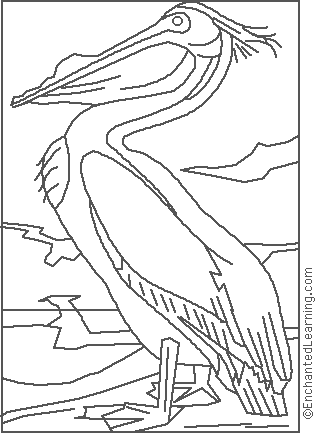 Audubon: White Pelican