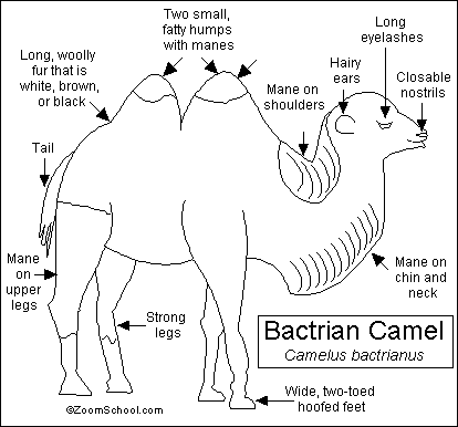 Bactrian Camel Printout Enchantedlearning Com Click here to learn more. bactrian camel printout