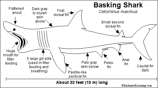 Search result: 'Basking Shark Printout'