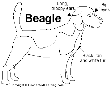 Search result: 'Beagle Printout'