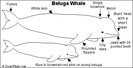 Search result: 'Beluga Whale Print-out'