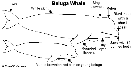 Beluga Whale Anatomy Abba Humananatomy