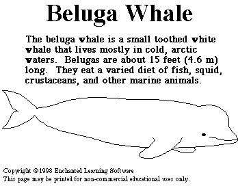 Beluga Whale Print-out - Enchanted Learning Software