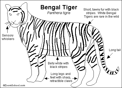 Bengal Tiger Printout- EnchantedLearning.com