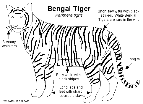 Bengal Tiger Printout