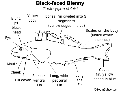 Search result: 'Black-faced Blenny Printout'