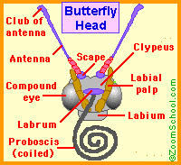 Butterfly head