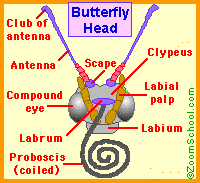 Search result: 'Butterfly Senses'