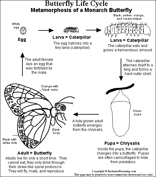 Search result: 'Butterfly Life Cycle Printout'