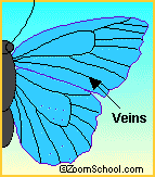 Butterfly veins