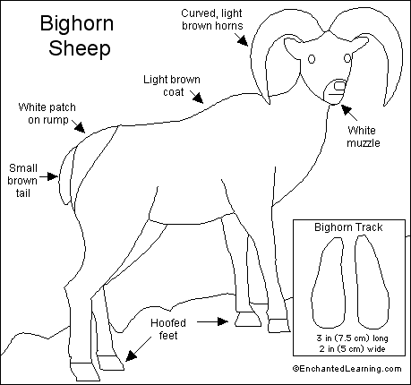 Search result: 'Bighorn Sheep Printout'