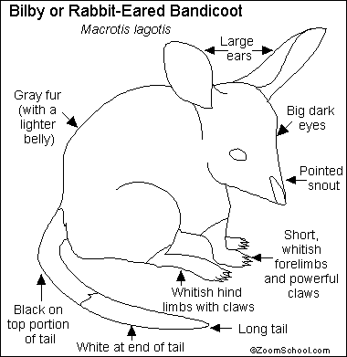 Search result: 'Bilby - Rabbit-eared Bandicoot Printout'