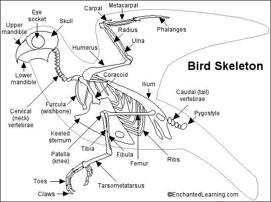 Search result: 'Bird Skeleton Printout'