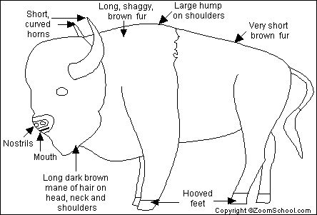 Bison Printout- EnchantedLearning.com