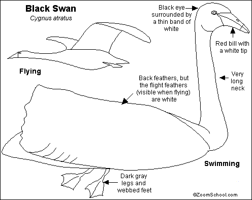 Search result: 'Black Swan Printout'