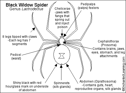 Box plot comparing male black widow spider body size (mean