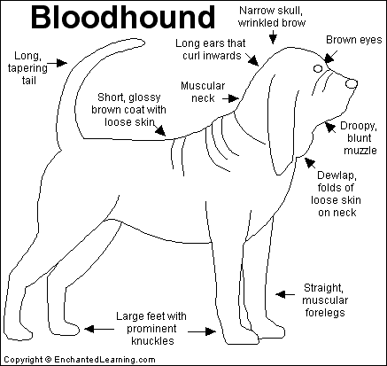 Search result: 'Bloodhound  Printout'