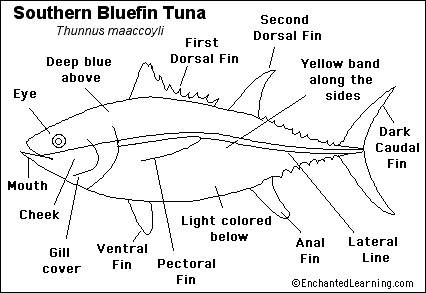 Search result: 'Bluefin Tuna Printout'