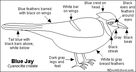 Blue Jay Printout- EnchantedLearning.com