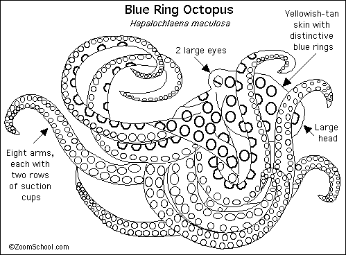 Search result: 'Blue Ring Octopus'