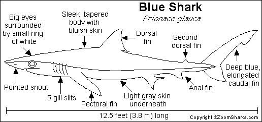 tiger shark classification chart