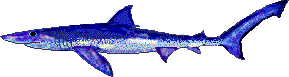 Blue shark