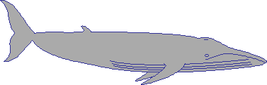 BLUE WHALE: the Loudest Animal Alive