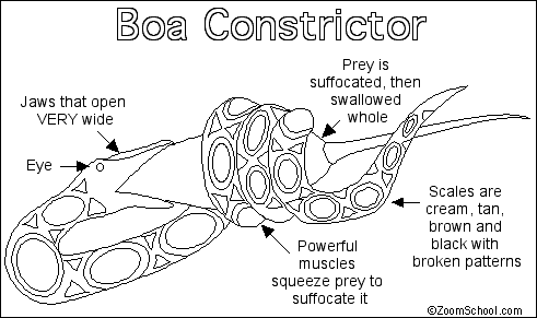 Search result: 'Boa Constrictor Printout'