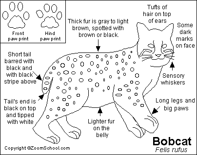 Search result: 'Bobcat Printout'