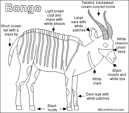 Search result: 'Bongo Printout'