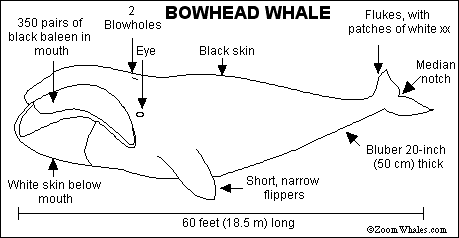 Search result: 'Bowhead Whale Print-out'