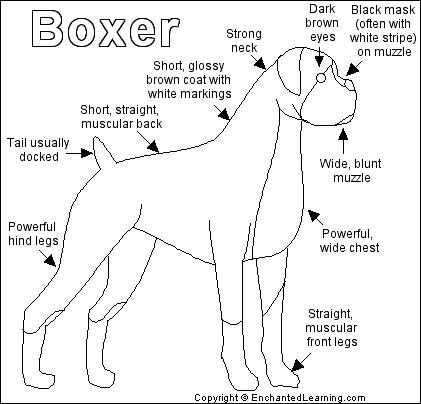 Search result: 'Boxer Printout'