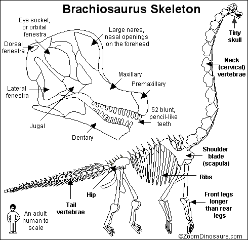 Search result: 'Brachiosaurus Skeleton Printout'