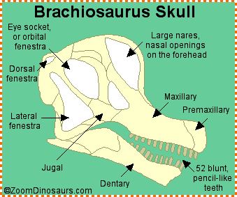 Brachiosaurus- Enchanted Learning Software
