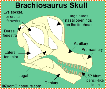 Brachiosaurus skull