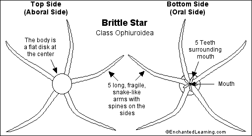 Search result: 'Brittle Star'