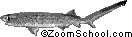 Broadnose Sevengill shark