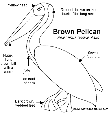 Search result: 'Brown Pelican Read-and-Answer Quiz'