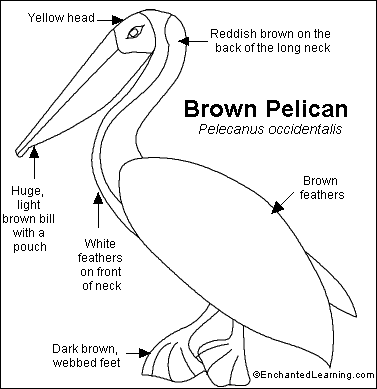 Search result: 'Brown Pelican Printout'