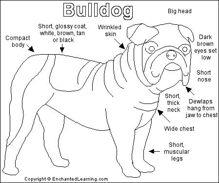 Bulldog Printout- EnchantedLearning.com