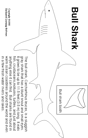 Search result: 'Bull shark Print-out'