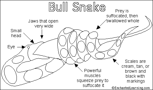 Search result: 'Bull Snake Printout'