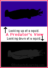 predator's view