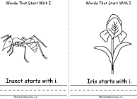 Insect, Iris