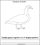 Search result: 'Canadian Animals, A Printable Book: Canada Goose Page'