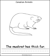 Search result: 'Canadian Animals, A Printable Book: Muskrat Page'